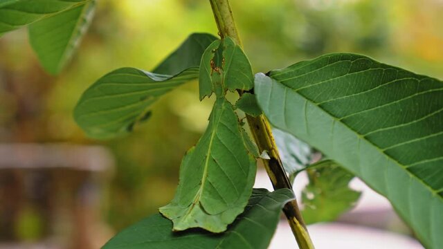 green Phylliidae sticking under a leaf and well camouflaged and themes towards the stem on a tropical forest