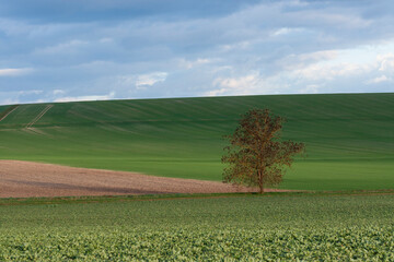 Le solitaire cet arbre est isol&eacute; au milieu des cultures