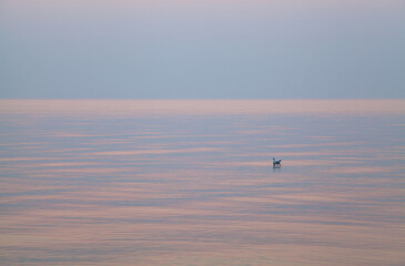 Fototapeta na wymiar Calm sea at sunrise, seagull on the pink waves.