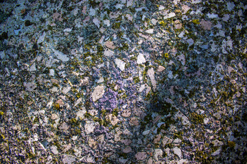 Polished granite surface. Moss and sunshine. Beautiful background. Concept image.