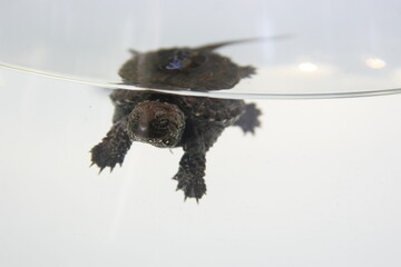 Floating Baby Snapping Turtle