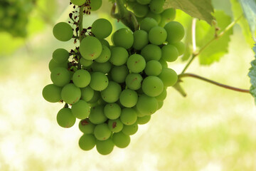 A beautiful vine with grapes at the beginning of growth.