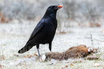 Carrion crow (Corvus corone) feeding on the ground from a dead rabbit.