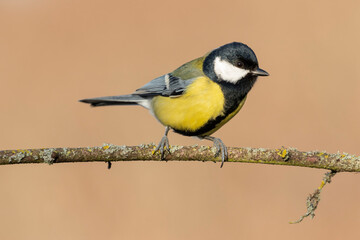 Fototapeta premium Great tit, (Parus major), single bird on the branch on an unfocused ocher background, Spain