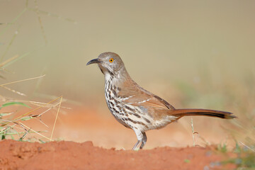 Long-billed thrasher (Toxostoma longirostre) perched, South Texas, USA