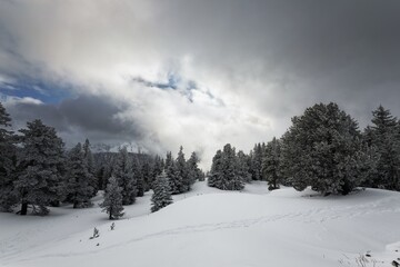 Foggy forest with white snow covered slopes