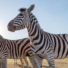 Fototapeta na wymiar mountain zebra herd