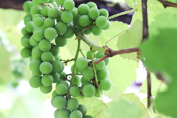 A beautiful vine with grapes at the beginning of growth.