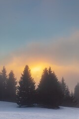 Mist covered trees in the mountains