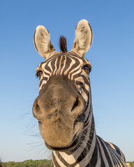 mountain zebra herd, funny zebras