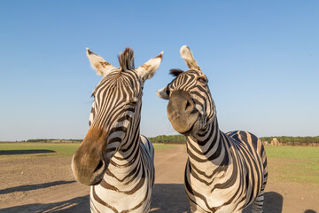 mountain zebra herd, funny zebras