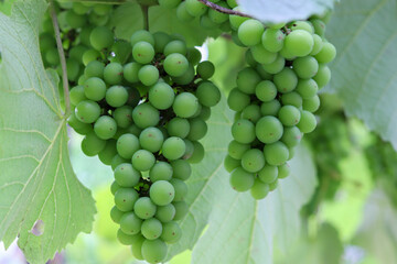 A beautiful vine with grapes at the beginning of growth.