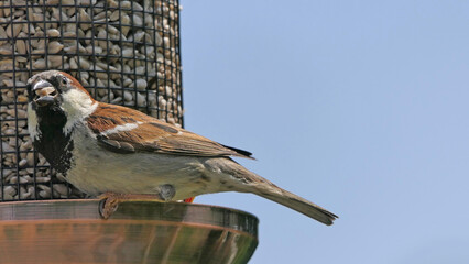 House Sparrow feeding from bird table with blue background copy text