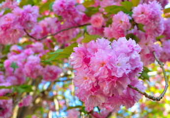 Kwanzan Cherry Blossoms Prunus serrulata 'Kanzan'