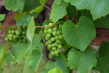 A beautiful vine with grapes at the beginning of growth.