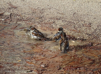 Sparrows (Passer domesticus) having a funny bath on a puddle of water and mud during autumn. Retiro Park of Madrid. Spain. 
