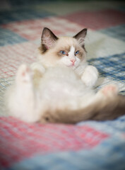 two month old Ragdoll kitten at home
