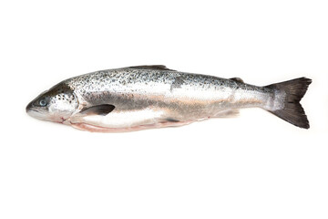 Whole Scottish salmon fish (1kg ) isolated on a  white studio background.