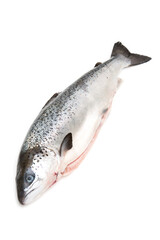 Whole Scottish salmon fish (1kg ) isolated on a  white studio background.