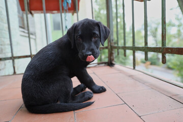 Black Labrador puppy learns life. On the balcony and looks at the world. Green background. High quality photo.