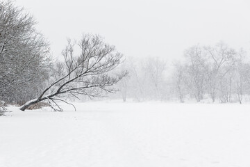 Field covered with white snow during winter snowfall