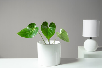 Anthurium green home plant in the white pot and white table lamp on the white shelfs, minimalism and scandinavian style