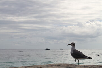 Seagull perched on a rock during a cloudy sunset in Playa del Carmen, Mexico. Marine fauna in the Caribbean. A blue cloud background