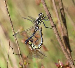 Schwarze Heidelibelle - Black Darter