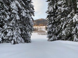 snow covered trees