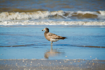 Young seagull, Larus dominicanus, stands on stones on the background of the ocean