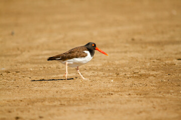 The common or american oystercatcher, Haematopus ostralegus, walking on the sandy beach.
