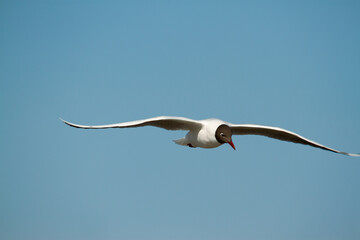 Brown hooded gull, Chroicocephalus maculipennis, flying in a blue sky