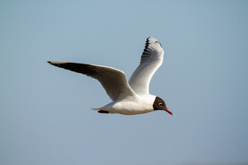 Brown hooded gull, Chroicocephalus maculipennis, flying in a blue sky