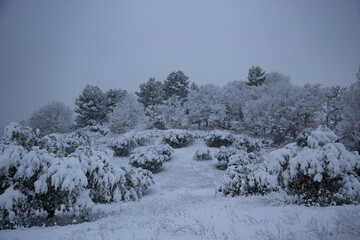 Olive Grove in the Snow