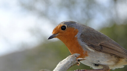 Robin feeding from Insect Coconut Suet Shell at a Table