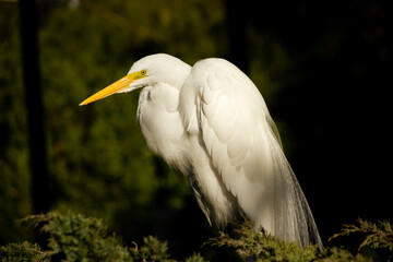 Great male white heron, Egretta alba, resting in nest and displaying courtship plumage.