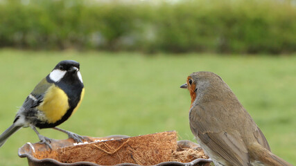 Robin feeding from Insect Coconut Suet Shell at a Table