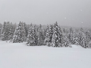 snow covered trees in the forest