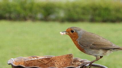 Robin feeding from Insect Coconut Suet Shell at a Table