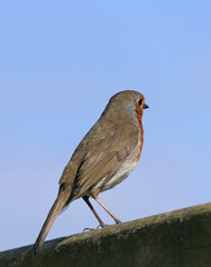 Robin sitting on a fence