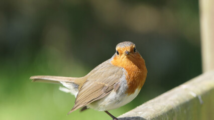 Robin sitting on a fence