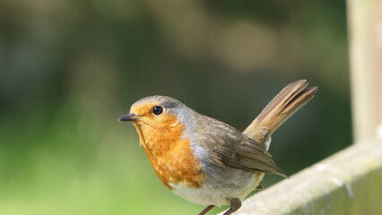 Robin sitting on a fence