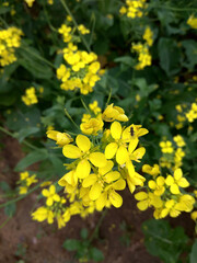 Obraz na płótnie Canvas Mustard flower 