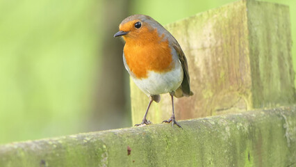Robin sitting on a fence