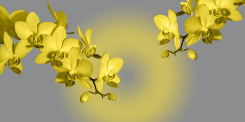 Illuminating color blooming orchid flowers on ultimate gray background.