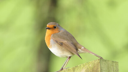 Robin sitting on a fence