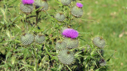 Scottish Thistle in a field summer in Uk
