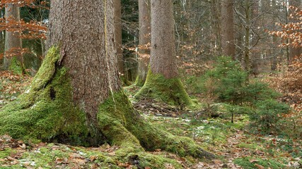 Moss-Covered Tree Trunks in Autumn Forest