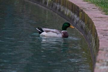 Duck swimming in a pond