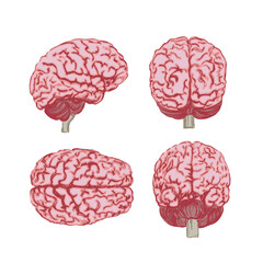 A set of brains in four angles. Colorful illustration made by artistic brush